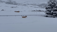 Dog Frolics in Fresh Snow