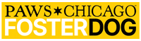 Fosterdog GIF by PAWS Chicago