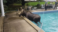 Wildlife Officials Help Moose Out of New Hampshire Swimming Pool