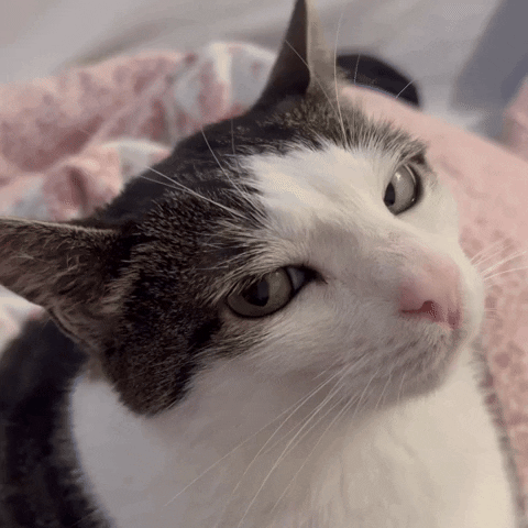 monkeycatluna crunchycatluna crunchycat luna judgy cats cat GIF