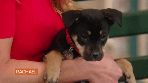 Dog Puppy GIF by Rachael Ray Show