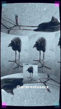 Video Bird GIF