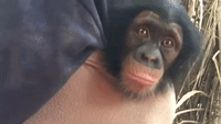 Adorable Baby Chimp Finds His Voice Learning to Communicate With Handlers