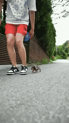 giphy.gif