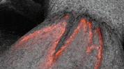 lava GIF