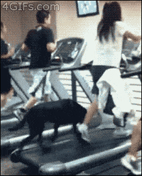 dog treadmill GIF