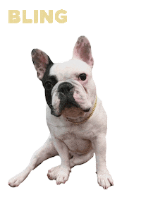 French Bulldog Gangsta Sticker by Diggs Pet