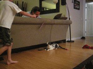 cats lol GIF by America's Funniest Home Videos
