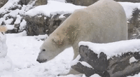 Chicago Polar Bears Enjoy Playtime in Fresh Snow