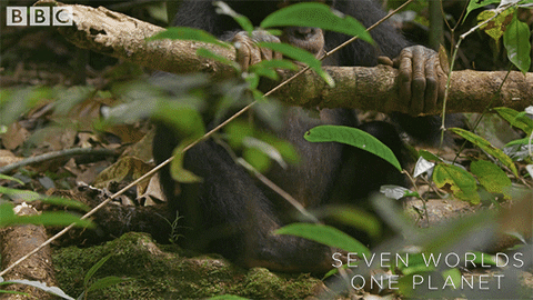 Bored Chimp GIF by BBC Earth