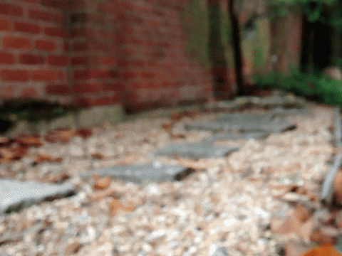 sanfoh giphyupload cat nature water GIF