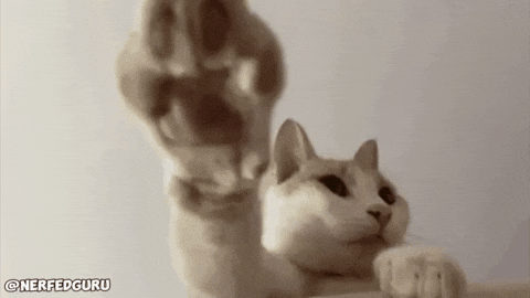 Cat Indy Jones GIF
