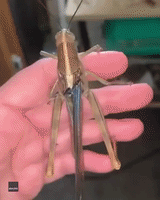 Bug Enthusiast Nurses Giant Grasshopper Back to Health