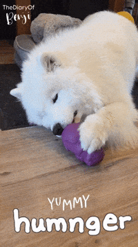 Dog Dispensing GIF