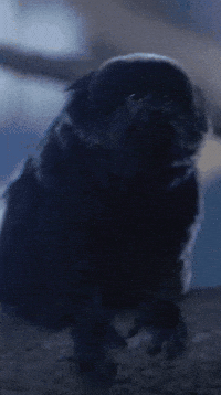 See Ya Jump GIF by Valley Zoo Development Society