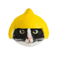 Cat Hat Sticker
