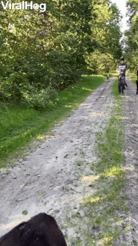 Playful Alpacas Get Tripped Up