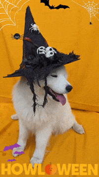 Trick Or Treat Dog GIF