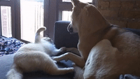 Courageous Cat Tests Patience of Noble Dog