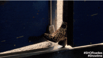 on the road lol GIF by Showtime
