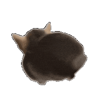 Cat Kitty Sticker