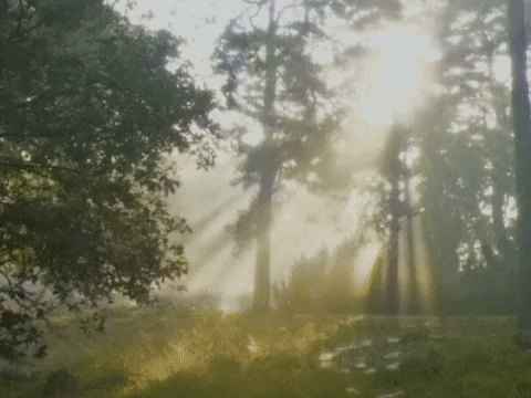 Good Morning GIF by GIPHY Studios 2021