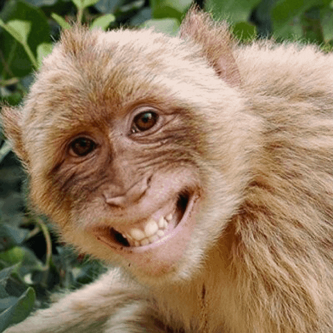 Happy Monkey GIF by Alejandra Baiz