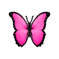 Pink Butterfly Sticker by HELPNOFEED