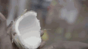 GIF by Dolphin Discovery