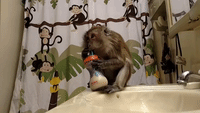 Pet Owner Explains How She Combats Her Monkey's Diabetes