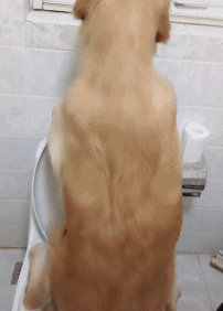 cuteanimalland giphyupload GIF