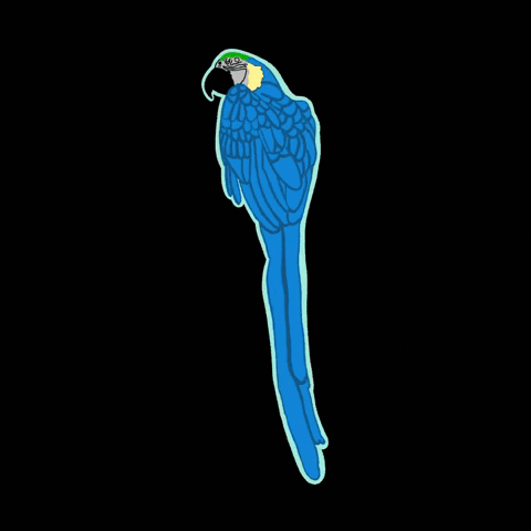 Bird Parrot GIF