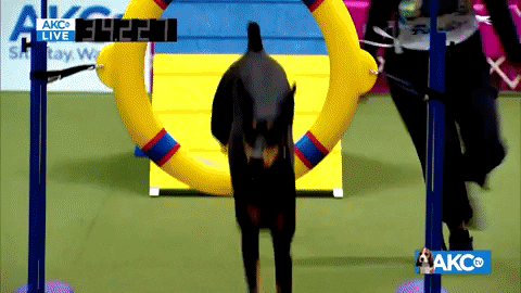 Happy Come On GIF by American Kennel Club