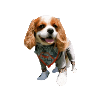 Dogs Love Sticker