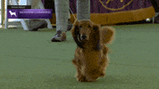 Dogs Hotdog GIF by Westminster Kennel Club