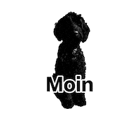 bureau-erler hamburg moin bureau zora Sticker