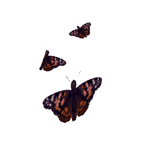 wings butterfly Sticker by Ted Baker