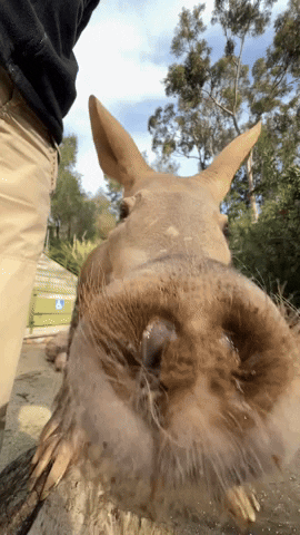 Smell Sniffing GIF by San Diego Zoo Wildlife Alliance