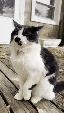 Cat Car GIF