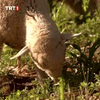 Hungry Breakfast GIF by TRT