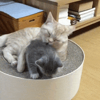 Cat Mom GIF by JustViral