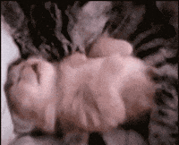 Cat Kitten GIF