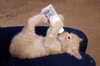 cat kitten GIF