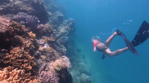 ExperienceCo giphygifmaker diving indigenous reef GIF