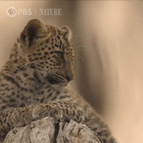Pbs Nature Yawn GIF by Nature on PBS