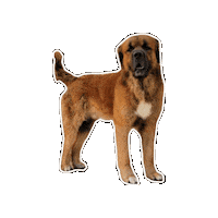 Dog Sticker by Galletitas Fachitas