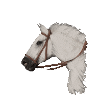 Beyonce Horse Sticker by Espelho