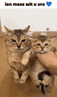 Mei Mei Cat GIF