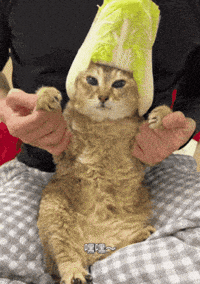 Mei Mei Cat GIF
