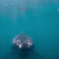 Water Swimming GIF by NETFLIX